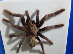 -上海昆虫博物馆