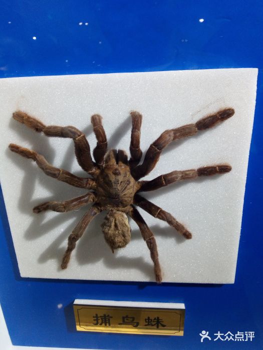 上海昆虫博物馆图片