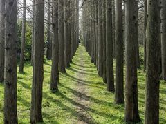 -上海长兴岛郊野公园