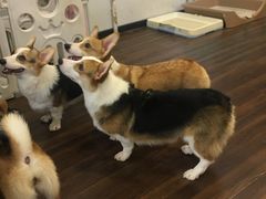 -柯斗斗主题餐厅·狗咖·围炉煮茶·茶饮(国瑞升平里店)