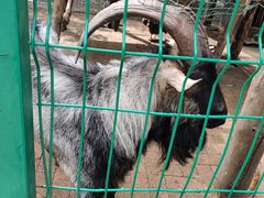 -大鹅岛绿色生态美食园