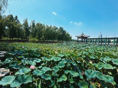 -莲花池公园