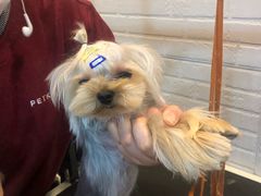 -PETKIT小佩宠物(古北店)