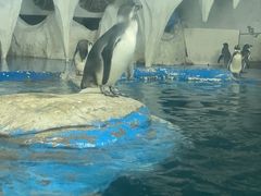 -太平洋海底世界