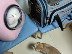 -宠福鑫动物医院(城北分院)