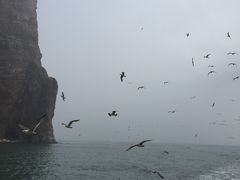 景点-长岛万鸟岛