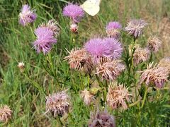 -敕勒川草原文化旅游区