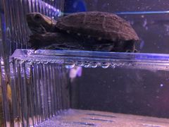 -灵龟之家百象馆(百象馆联合旗舰店)