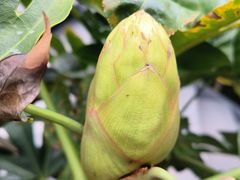 -西双版纳傣族园