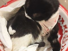 -平行世界·猫咖(首经贸店)