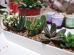 -秦美花卉(天朗·莱茵小城2期店)