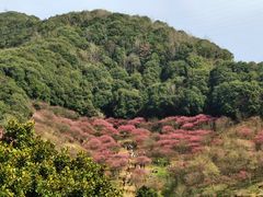 -新建村梅花