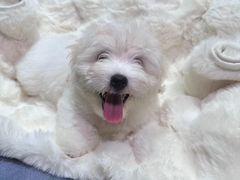 -momokira米努特·德文卷毛猫·棉花面纱犬