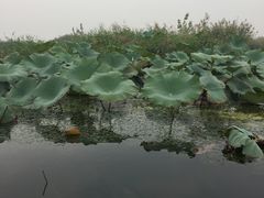 -白洋淀景区