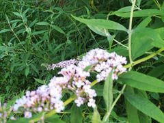 -阿姨奶茶专卖(安康总店)