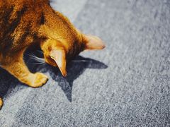 -米宠家·撸猫猫咖小萌宠·猫咪洗澡·猫咪寄养(高新大都荟店)