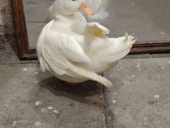 -吉丁鸟咖·异宠·寄养