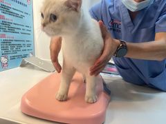 -御宝贝·A梦猫科宠物医院(国际猫友好医院)