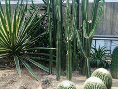 -上海鲜花港