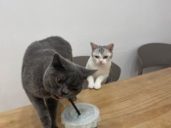 -有喵·猫咖·狗咖·30几只猫10只小狗(岗厦店)