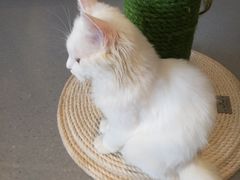 -飞行喵MR PILOT|猫舍·猫咖(静安大融城店)