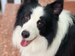 -翊宠yipet猫狗购宠庄园犬舍•猫舍