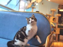 -遇见羊驼·奶狗咖·布偶猫咖·法斗柯基柴犬阿拉斯加(春熙路太古里IFS店)