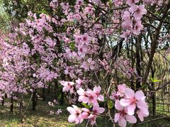 -同里国家湿地公园