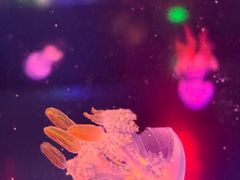 -太平洋海底世界