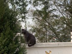 -孤山景区-孤山寺