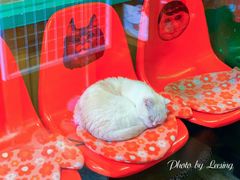 -猫咪博物馆(顶澳仔猫街店)