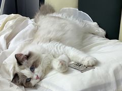 -lincat·猫舍(广州店)