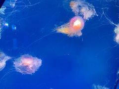 -海合安青岛极地海洋公园