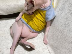 -藏猫猫咖啡主题馆(中央大道店)