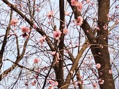 -桃花堤公园