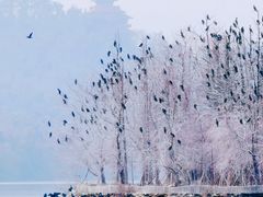 -东湖落雁景区