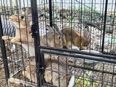 -马陆小张葡萄园农家乐