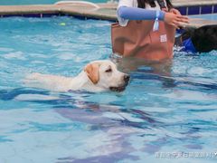 -趣玩宠物乐园寄养训犬训狗游泳池