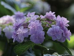 -金鸡湖景区