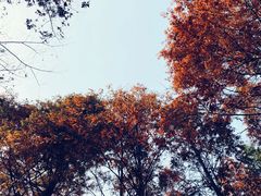 -新虹桥中心花园