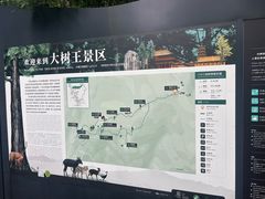 -天目山大树王景区