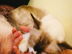 -猫色咖啡·猫咖