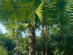 -中国科学院西双版纳热带植物园