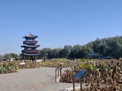 -白洋淀风景区
