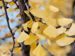 -重庆市江北嘴中央商务区中央公园