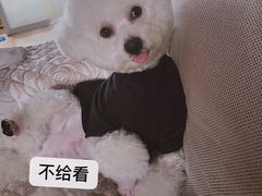 -翊宠yipet猫狗购宠庄园犬舍•猫舍
