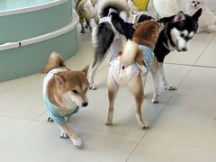 -怪兽屋·羊驼·猫咖·狗咖(俊华广场店)