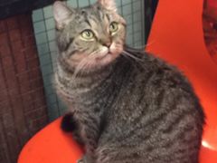 -猫咪博物馆(顶澳仔猫街店)