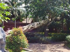 -瑞丽独树成林风景区