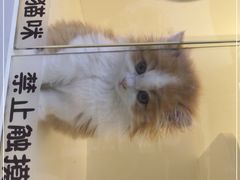 -小猫来了·猫舍(红山六九七九店)